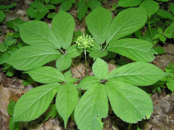 American ginseng, Canadian ginseng, five-fingers, occidental ginseng, sang, seng